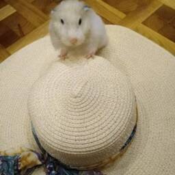 Needle Felted Hamster Sculpture Custom Pet Memorial, Wool Animal Figure - thumbnail 3