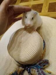 Needle Felted Hamster Sculpture Custom Pet Memorial, Wool Animal Figure