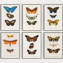 Set Of 6 Vintage Butterflies, Butterfly Poster Set, Horticulture Prints, Botanical Poster, Animal Art Print, A1/A2/A3/A4 - thumbnail 2