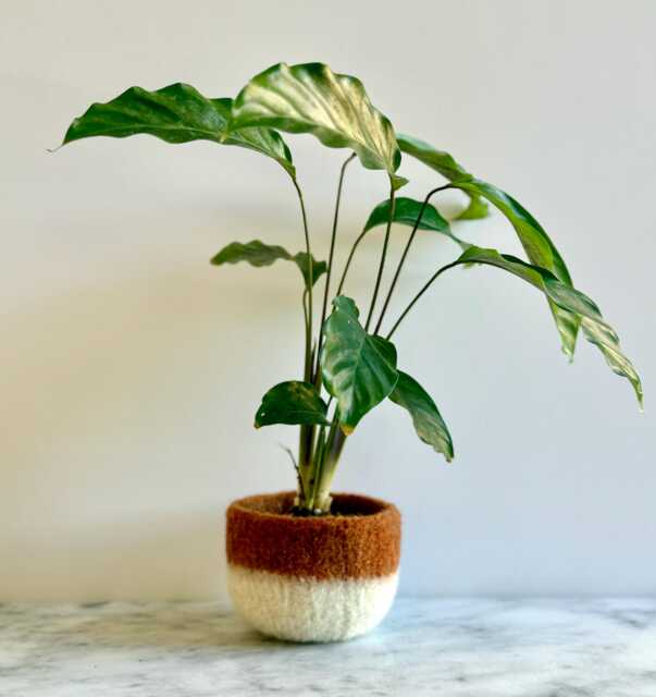 Burnt Orangish Brown Tan & White Felted Wool Planter By The Felterie - image 1