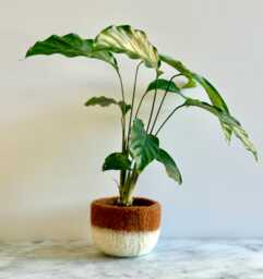 Burnt Orangish Brown Tan & White Felted Wool Planter By The Felterie