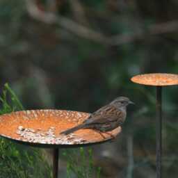 Set Of 3 Rusty Metal Bird Feeder Stakes - Garden Feeding Station Outdoor Tray Stand Wildlife Decor - thumbnail 4