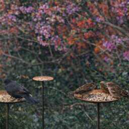 Set Of 3 Rusty Metal Bird Feeder Stakes - Garden Feeding Station Outdoor Tray Stand Wildlife Decor - thumbnail 2