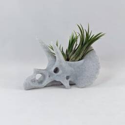 Triceratops Skull Air Plant Holder, 3D Printed Stegosaurus, Cacti Succulent Planter, Dinosaur Decor - thumbnail 4