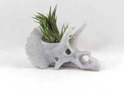 Triceratops Skull Air Plant Holder, 3D Printed Stegosaurus, Cacti Succulent Planter, Dinosaur Decor