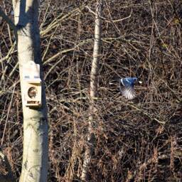 Cedar Squirrel & Blue Jay Feeder - Handcrafted - Holds 1.5 lbs. Whole, Unshelled Peanuts Weather Resistant Gift For Nature Lovers - thumbnail 4