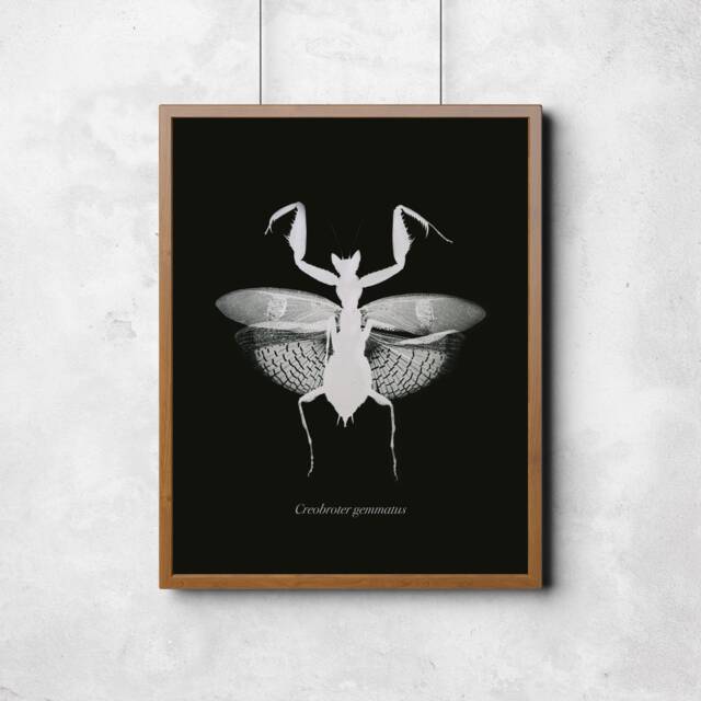 Monochrome Flower Mantis Wall Art Print, Maximalism Nature Home Decor, Gothic Ideas, Mid Century Modern, Scientific Illustration - image 1
