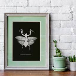Monochrome Flower Mantis Wall Art Print, Maximalism Nature Home Decor, Gothic Ideas, Mid Century Modern, Scientific Illustration - thumbnail 2