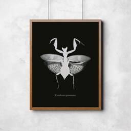 Monochrome Flower Mantis Wall Art Print, Maximalism Nature Home Decor, Gothic Ideas, Mid Century Modern, Scientific Illustration - thumbnail 1