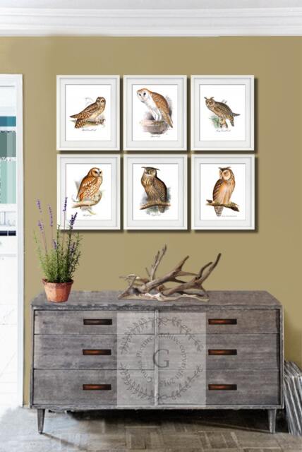 Halloween Decor Owl Wall Art Set Of 6 Prints Ornithology Bird Prey - image 1