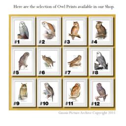 Halloween Decor Owl Wall Art Set Of 6 Prints Ornithology Bird Prey - thumbnail 4