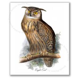 Halloween Decor Owl Wall Art Set Of 6 Prints Ornithology Bird Prey - thumbnail 3