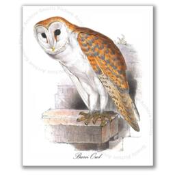 Halloween Decor Owl Wall Art Set Of 6 Prints Ornithology Bird Prey - thumbnail 2