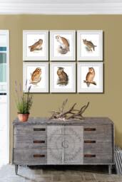 Halloween Decor Owl Wall Art Set Of 6 Prints Ornithology Bird Prey - thumbnail 1