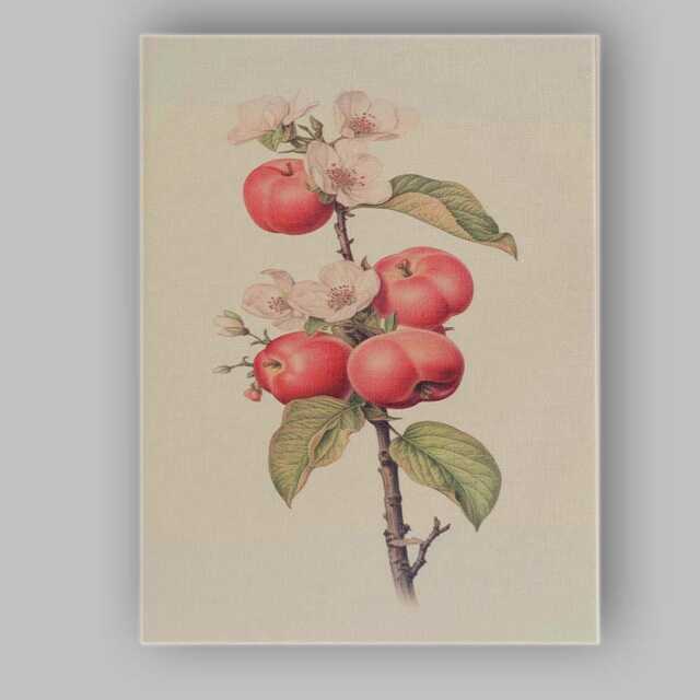 Vintage Apple Blossom Botanical Branch Illustration Canvas Wall Art Print Decor Picture Ready To Hang - image 1
