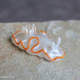 Lectra The Nudibranch - Ardeadoris Electra - thumbnail 3