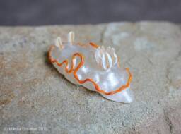 Lectra The Nudibranch - Ardeadoris Electra