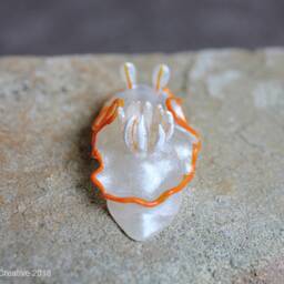 Lectra The Nudibranch - Ardeadoris Electra - thumbnail 2