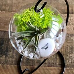 "Diy Terrarium Air Plant Kit, Glass With A Stand. " - thumbnail 3