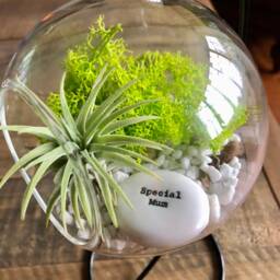 "Diy Terrarium Air Plant Kit, Glass With A Stand. " - thumbnail 2