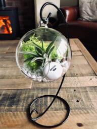 "Diy Terrarium Air Plant Kit, Glass With A Stand. "