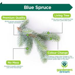Blue Spruce Pot Grown Christmas Tree - Real Live Fresh Living Potted Plant - thumbnail 3