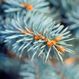 Blue Spruce Pot Grown Christmas Tree - Real Live Fresh Living Potted Plant - thumbnail 2