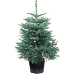 Blue Spruce Pot Grown Christmas Tree - Real Live Fresh Living Potted Plant - thumbnail 1