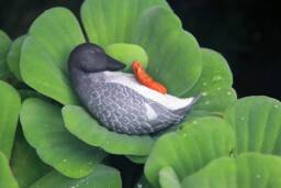 Miniature Gray Wobbly Duck Collatable Sculpture Toy. Handmade Resin Grey Statue, Totem, Figure, Home Decor, Artisan Gift - thumbnail 1