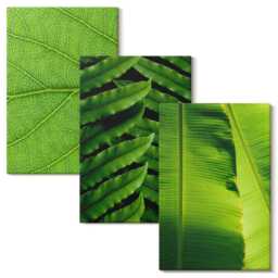 3 Piece Canvas Set - Close-Ups Of Tropical Leaves, Green Wall Art, Plants & Flowers Hanging - thumbnail 2