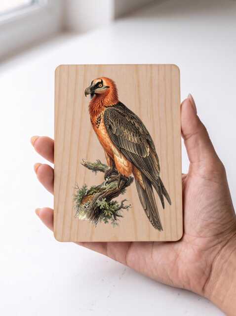 Bearded Vulture Art Print - Vintage Lammergeier Mountain Bird Wall Pine Wooden Postcard - image 1