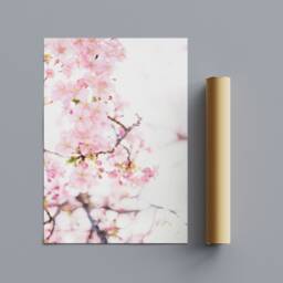 Cherry Blossom Pink Flower - Wrapped Frame Canvas Rolled Photo/Poster Print - thumbnail 3