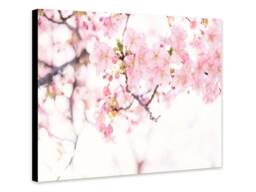 Cherry Blossom Pink Flower - Wrapped Frame Canvas Rolled Photo/Poster Print - thumbnail 1