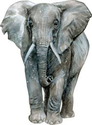 Kids Safari Wall Decals Watercolor Elephant & Jungle Animals - Removable - Children Room Decor - thumbnail 1