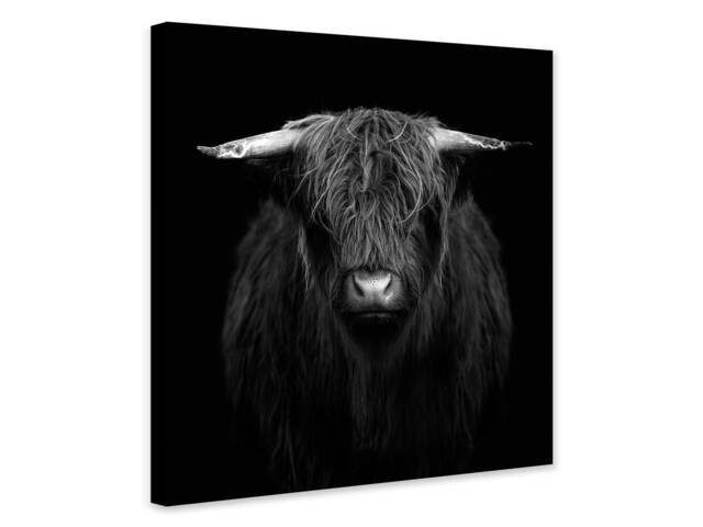 Highland Cow - Black & White Wrapped Framed Canvas Rolled Photo/Poster Print - image 1
