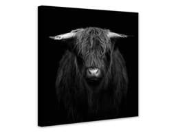 Highland Cow - Black & White Wrapped Framed Canvas Rolled Photo/Poster Print - thumbnail 1