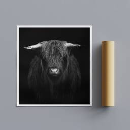 Highland Cow - Black & White Wrapped Framed Canvas Rolled Photo/Poster Print - thumbnail 3