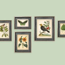 5 Vintage Botanical Prints Set Poster Flower Butterfly Sunflower Flamingo Fern Leaf Rose Bird Nature Of A - thumbnail 3