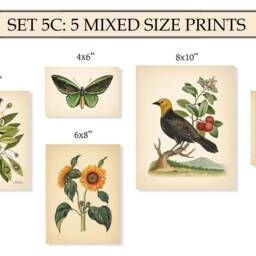 5 Vintage Botanical Prints Set Poster Flower Butterfly Sunflower Flamingo Fern Leaf Rose Bird Nature Of A - thumbnail 2