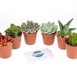 6 Hand-Picked Succulent Plants - Varied Shapes, Colors, Textures - Gift Box - thumbnail 2