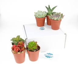 6 Hand-Picked Succulent Plants - Varied Shapes, Colors, Textures - Gift Box - thumbnail 1