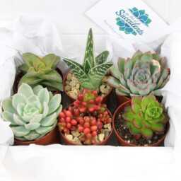 6 Hand-Picked Succulent Plants - Varied Shapes, Colors, Textures - Gift Box - thumbnail 3