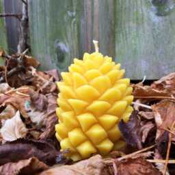 Hand Poured Beeswax Candle - Pine Cone - thumbnail 2