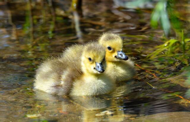 Baby Duck Printable Nursery Art, Animal Art Decor, Wall Nursery, Home Wildlife, Cute Animals - image 1