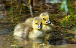 Baby Duck Printable Nursery Art, Animal Art Decor, Wall Nursery, Home Wildlife, Cute Animals - thumbnail 1