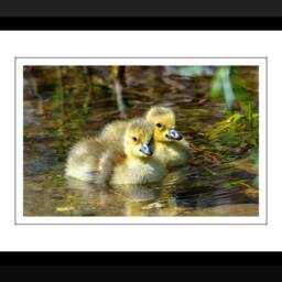 Baby Duck Printable Nursery Art, Animal Art Decor, Wall Nursery, Home Wildlife, Cute Animals - thumbnail 2