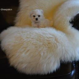 White Sheepskin Rug Long Fur, Soft Wool, Scandinavian Style - thumbnail 3