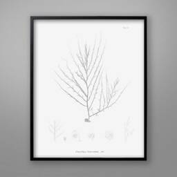 Botanical Seaweed Print 1859 Vintage Nautical Wall Art - thumbnail 3