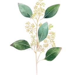 Print Of Seeded Eucalyptus Watercolour Painting, Herb Botanical Print, Green Home Decor Art Print, Kitchen Decor, Giclee Prints - thumbnail 2