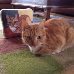 Personalized Needle Felted Pet Pillows -Taking No Rush Custom Orders - Recycled Wool Sweater Fabric Pillow, Cat Or Dog Pillow, Unique Gift - thumbnail 2